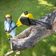 How Our Tree Care Process Works  in  Madison, WV