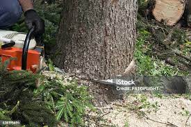Best Tree Risk Assessment  in Madison, WV