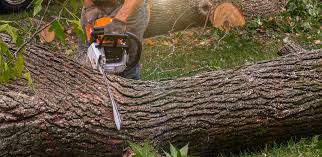 Best Aeration Services  in Madison, WV