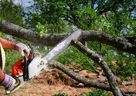  Madison, WV Tree Care Pros