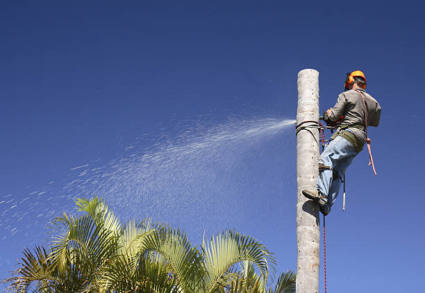 Best Root Management and Removal  in Madison, WV