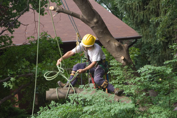 Best Lawn Mowing  in Madison, WV